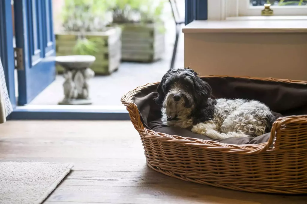 A dog in bed in front of an open door